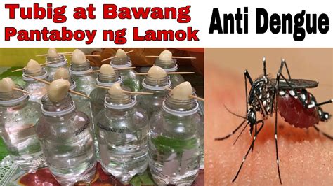 Kumakagat ba dengue lamok sa umaga